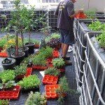 rooftop garden planting begins